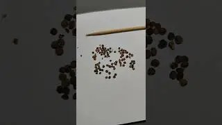Левкой Седой # 1.