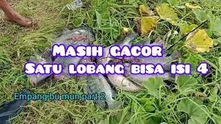 Masih gacor #mancinglobangikannila #fishing #sarangikannila #strikeikanbesar #nilababon
