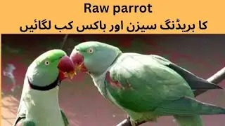 Raw parrot Breeding Season || Best time For Breeding Box