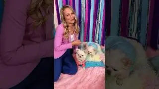 My Dogs Don't Need to do Tricks to Become Famous (Dog Comedy Skit) | The Furry Kiddos
