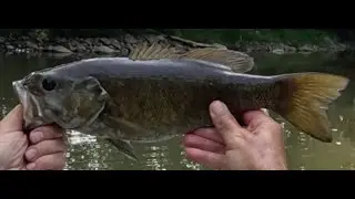 A good midsummer trip on the GMR. Caught some nice smallmouth bass.