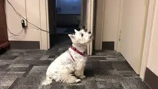 WEST HIGHLAND TERRIER BARKS. CUTE!
