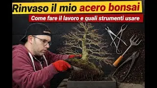 RINVASO il mio acero bonsai, COME FARE IL LAVORO e quali strumenti usare