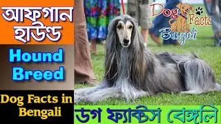 Afghan Hound dog facts in Bangla | Fastest Dog | Dog facts Bengali