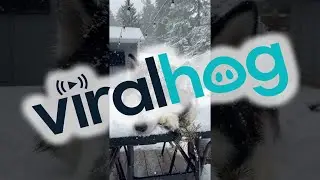 A Snow Loving Husky || ViralHog