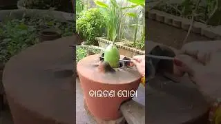 Baingan Poda. #ytcreate #short #viral #doyourself