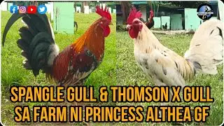 QUALITY MGA MT. BANAHAW NA MANOK NI BOSS PRINCESS ALTHEA x FARM TOUR