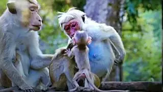 Very mean monkey😆😆😆🐒🐒🐒