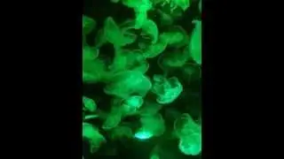 幻變水母