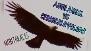 &Aacute;guila real Vs Cern&iacute;calo vulgar