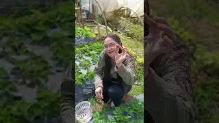ANG ANAK KO NGA NASA BAGUIO. NAMITAS NG STROWBERY... 