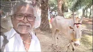Bullock cot Competition @ Vadisaleru, Rangampeta, A.P (29/12/2024)