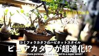 【ピュアカタフ】満を持してコミフォラカタフをハビタットスタイルで植え替えたらかっこよさが臨界点突破した｜灌木｜X-PLANTS｜HabitatStyle｜作家鉢