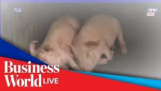 MITA: Hog industry crippled by lack of ASF vaccine