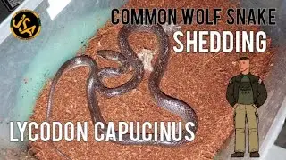 wolf snake shedding 🐍