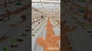 Planting Seedlings Again &ndash; Rising Costs Make Farming Tougher!