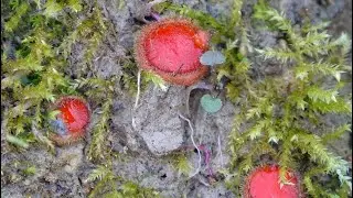 Scutellinia  trechispora   /  Eyelash Fungus / Un hongo con pesta&ntilde;as