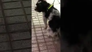 Walk with Dog #walkwithme #ходьбасомной #хоббивдвижении #dog
