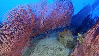 Diving at Christmas Tree Rock