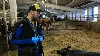 cattle euthanasia.