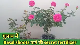 गुलाब में  basal shoots  पाने की secret Fertilizer || How to get basal shoots from Roses ||