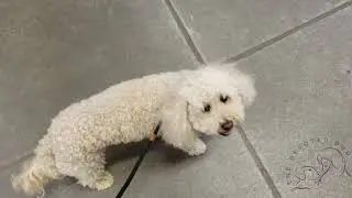 Houston dog training | 2 yr old barking Bichon Poodle mix, Ruger