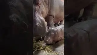 Baby Hippo Delights Cincinnati Zoo Staff