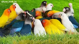 Food party at love bird house, subscribe: @LOVE_BIRDS_ISL #birds #lovebird #budgies #party #parrot