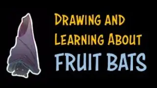 Fruit Bats - Drawing and Learning About the World's Biggest Bats, A.K.A. FLYING FOXES