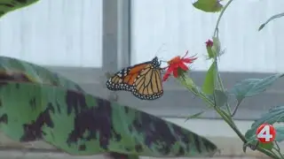 Butterflies take flight at Buffalo and Erie County Botanical Gardens