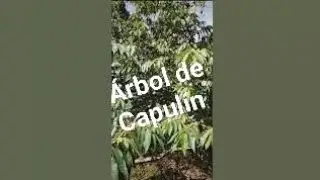 ¡¡El Capulín!!