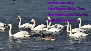swans, Swans are very intelligent birds. sharp vision bird