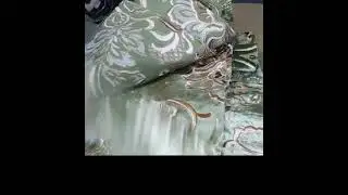 الصولد والهوتة كيف ديما ومرحبا بالجميع