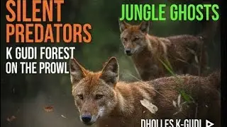 Silent Coordination: How Dholes Prepare for a Pack Hunt #wildlife #kgudi #hunt #wilddogs