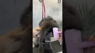 Как высушить мордочку собачки в домашних условиях 😉#viral #dog #pet #animal #собака #happy #shorts