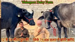 सिर्फ़ 75,000 हज़ार में झोटी ✅12 से 14 लीटर दूध तैयार की 🏆2 Buffalo For Sale 😱ट्रांसपोर्ट फ़्री 👈🏻