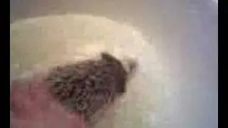 Bartlebee taking a bath