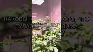 Каковы критерии того, что Туласи необходима пересадка?