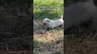 Wobbly small dog? #unstoppabledog  #antoinestale #smalldog #smalldogbigpersonality #smalldogbigheart