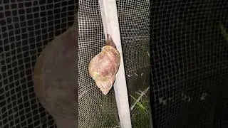 Relax Animal speed comparison: Mother and baby snail