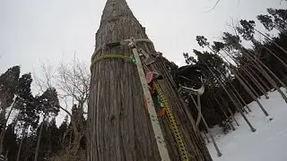 ザ、枝打ち登攀から降下までのロープ操作:大源太農園20170302