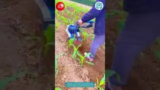 Old Man&rsquo;s Farming Partner: The Multi-Function Tiller at Work!