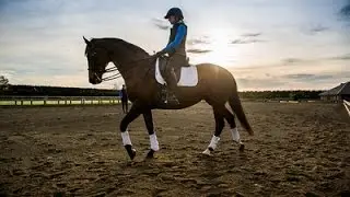 Dressage Academy