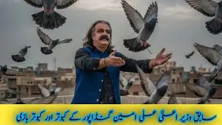 Former KP CM Ali Amin Gandapur Spotted Flying Pigeons|Amin Gandapur Kabootar Baazi Video Goes Viral|