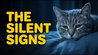 Your Cat&rsquo;s Last Signals Happen Quietly &mdash; Most People Miss Them