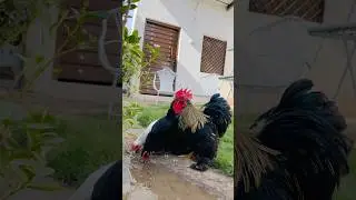 🐓🐓 #minivlog #murghi #pets #murgha #hen #chicken #chuzy #fancymurgha #fancymurghi #kalimurghi