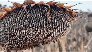 The oilseed harvest in the Kostanay region has increased by one and a half times.