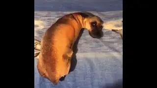 Convincing Dog Pillow is Bizarre || ViralHog
