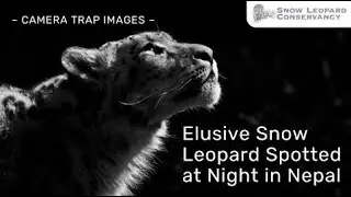 Elusive Snow Leopard Spotted at Night | Nepal Trail Cam 🐾