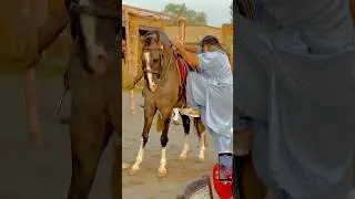 How to sit on horse|ghore py bethne ka tareka#youtubeshorts #horserider #training #ghora #ytshorts